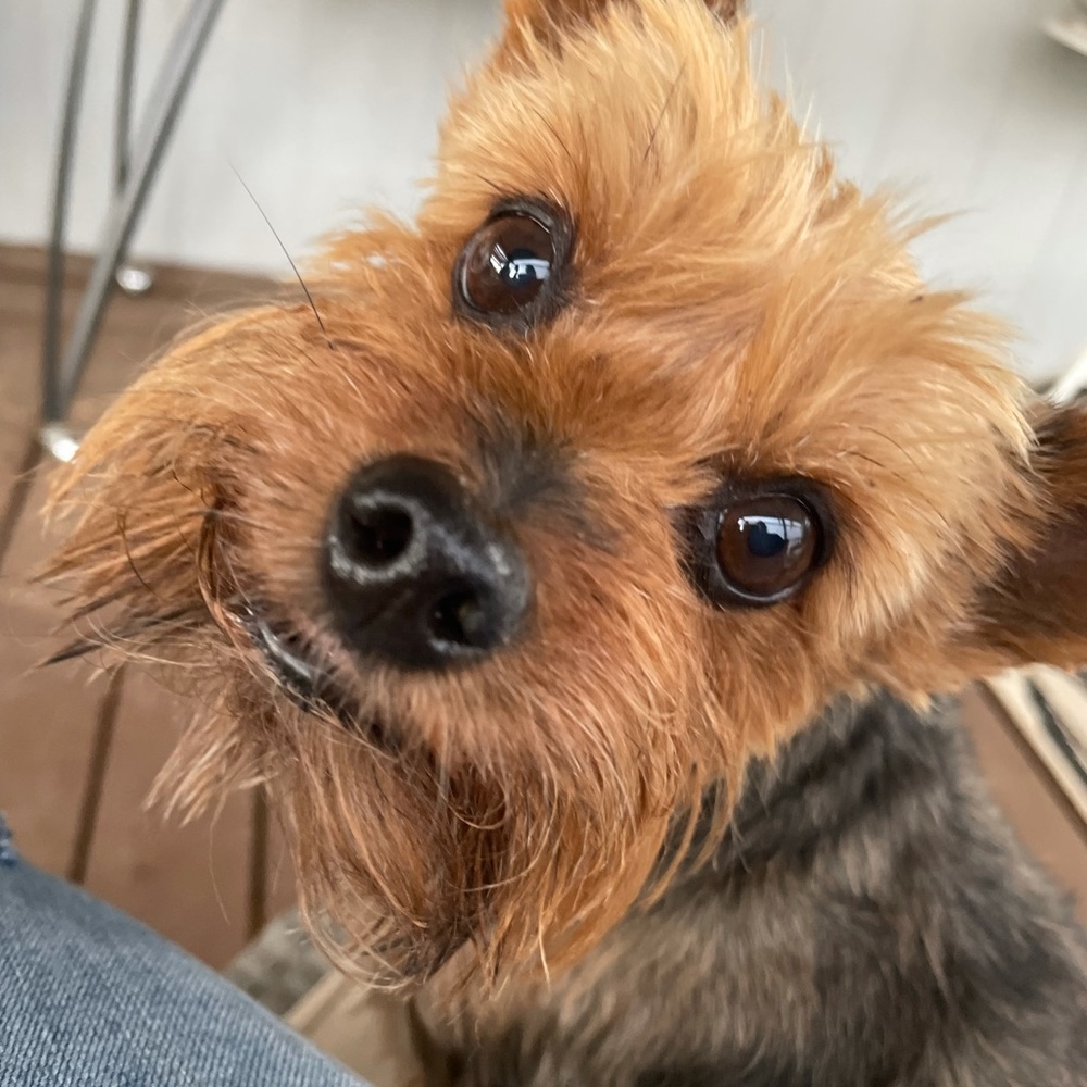 Meet your Posher, Carime